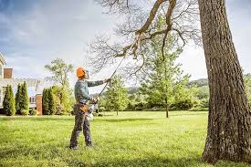 How Our Tree Care Process Works  in  Tallahassee, FL